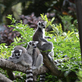 Podpořte české zoologické zahrady svou návštěvou